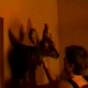 Rhinoceros-eyes-making-of-screencaps-0576.png